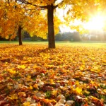 Colorful autumn